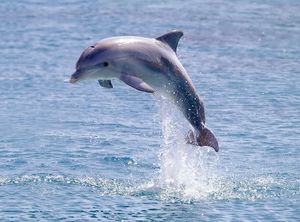 Delfiny krasivye kartinki 16 1