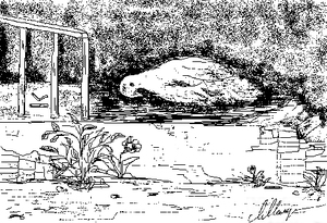 %d0%9f%d1%82%d0%b8%d1%86%d0%b0