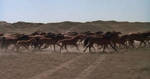 %d0%a4%d0%be%d1%82%d0%be %d0%94%d0%b8%d0%ba%d0%be%d0%b5 %d0%bf%d0%be%d0%bb%d0%b5