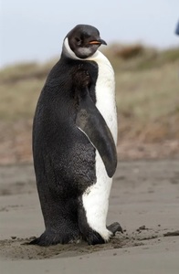 Screenshot 20230113 054550 samsung internet