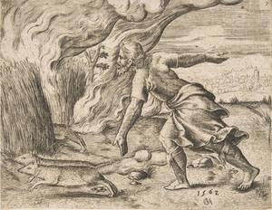 Cornelismatsis samson300