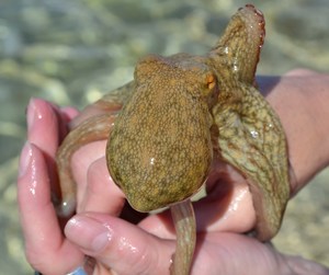 %d0%be%d1%81%d1%8c%d0%bc%d0%b8%d0%bd%d0%be%d0%b6%d0%ba%d0%b0