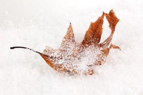 Fallen leaf snow