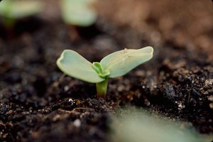 1677677488 klau club p rostki podsolnukha vkontakte 77