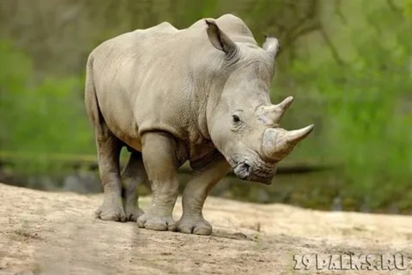 I %281%d0%bd%d0%be%d1%81