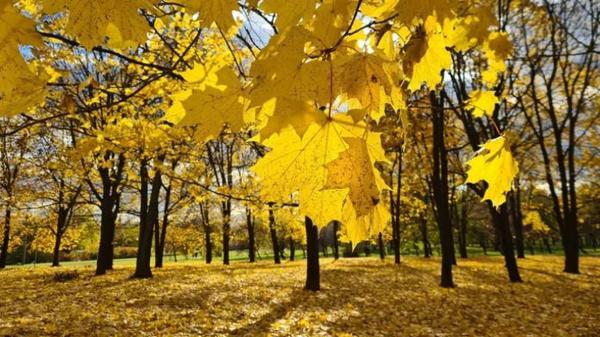 %d0%9e%d1%81%d0%b5%d0%bd%d1%8c