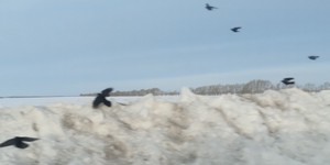 %d0%b2%d0%be%d1%80%d0%be%d0%bd%d1%8b