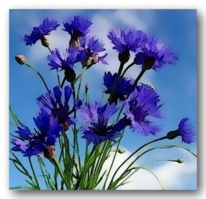 %d0%9a%d0%b0%d1%87%d0%b0%d0%b5%d1%82 %d0%b2%d0%b5%d1%82%d0%b5%d1%80 %d0%b2%d0%b0%d1%81%d0%b8%d0%bb%d1%8c%d0%ba%d0%b8